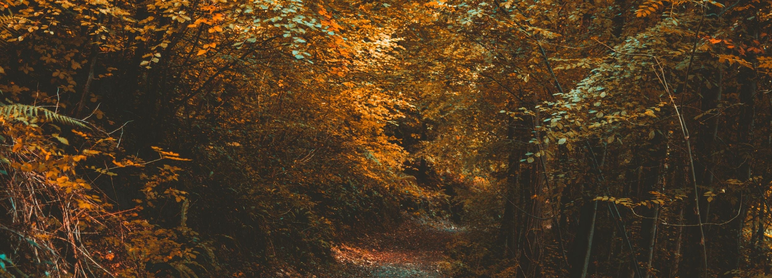 Fall Favorites