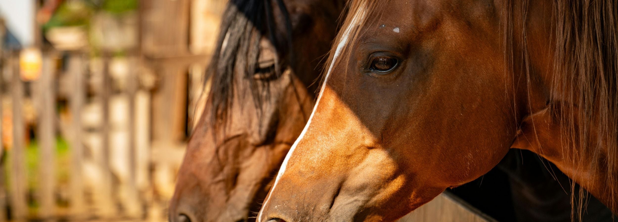 Equestrian Collection